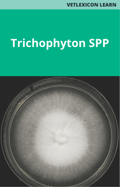 Trichophyton spp
