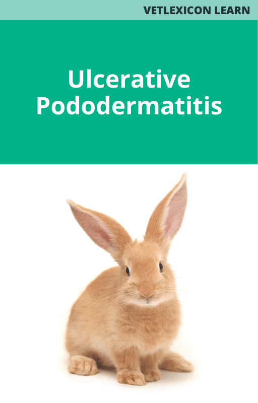 Rabbit Ulcerative Pododermatitis