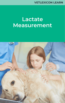Canine Lactate Measurement