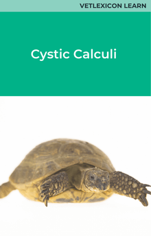 Cystic Calculi Chelonia
