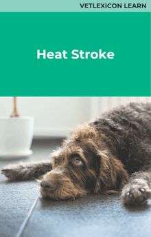 Canine Heat Stroke