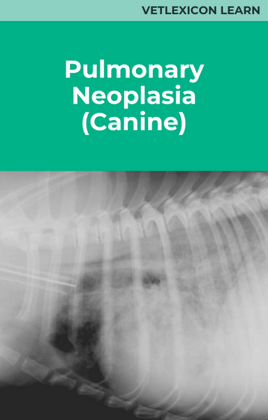 Pulmonary Neoplasia (Canine)