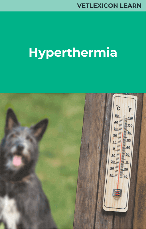 Canine Hyperthermia