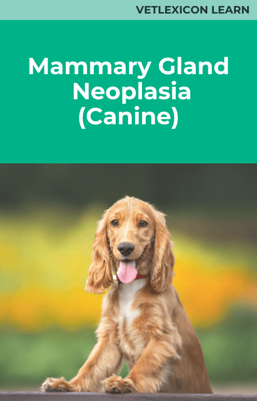 Mammary Gland Neoplasia (Canine)
