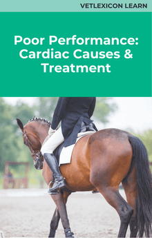 Equine Poor Performance Cardiac Causes and Treatment