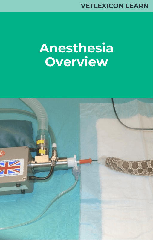 Anesthesia Overview (Reptile)