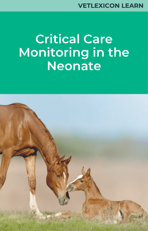 Equine Critical Care Monitoring in the Neonate
