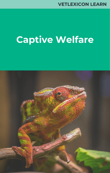 Captive Welfare
