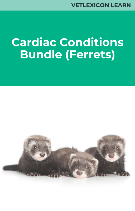 Cardiac Conditions Bundle (Ferrets)