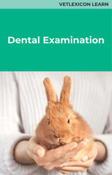 Rabbit Dental Examination