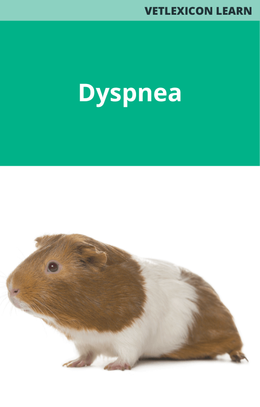 Guinea Pig Dyspnea