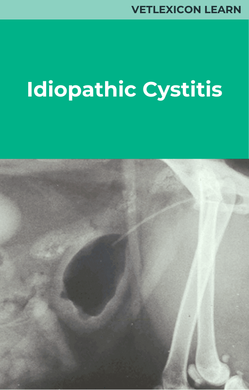 Feline Idiopathic Cystitis
