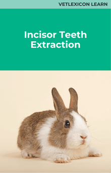 Rabbit Incisor Teeth Extraction