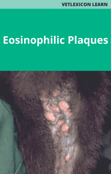 Feline Eosinophilic Plaques