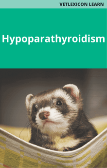 Ferret Hypoparathyroidism