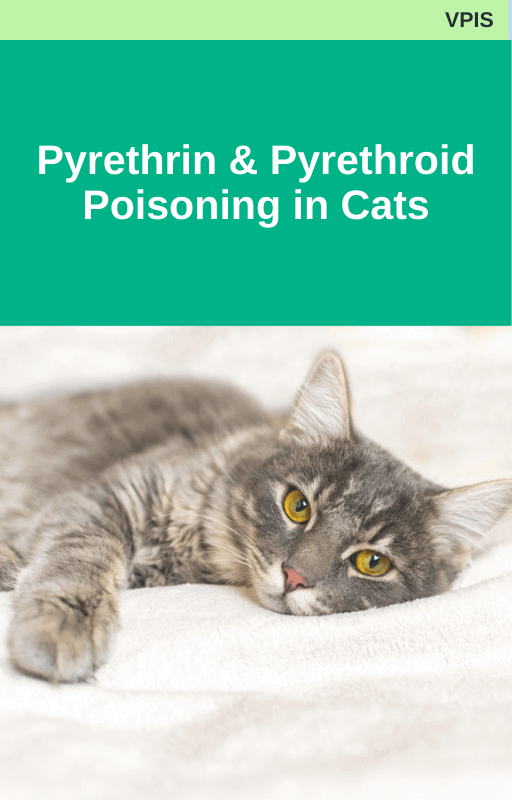 Pyrethrin and Pyrethroid Poisoning in Cats