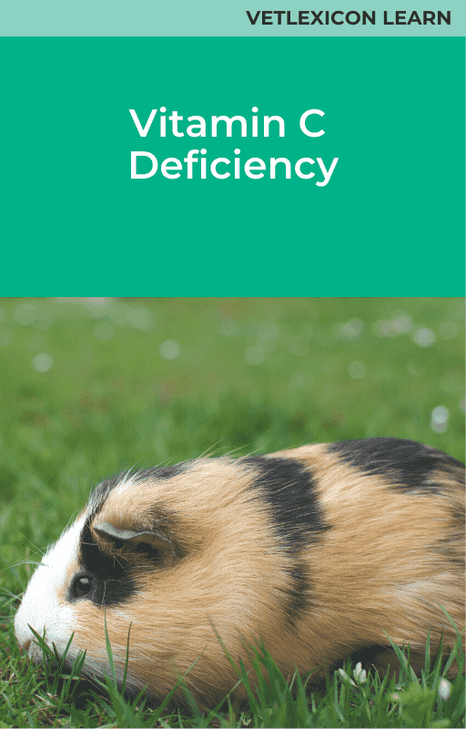 Guinea Pig Vitamin C Deficiency