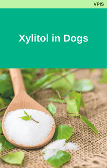 Xylitol in Dogs